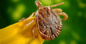 Foto: (Divulgação/Prefeitura de Jundiaí)