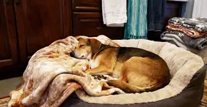 Como deixar o cantinho do seu pet mais confortável e quentinho