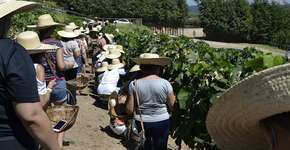 Festa da pisa da uva em São Roque é passeio para família