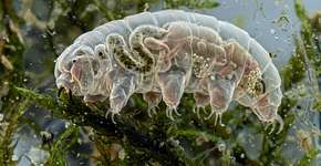 Nem baratas nem ratos: este seria o último ser vivo a ser extinto na Terra