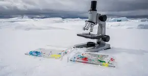 Foto: (Imagem sem texto alternativo disponivel ID [2737087])