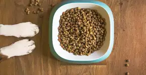 Todos os pets deveriam comer assim: Potes de comida no chão fazem mal para a saúde deles