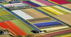 Os campos de tulipas na holanda ficam ainda mais bonitos vistos de cima
