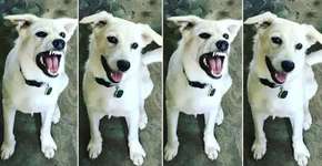 Fotos mostram antes e depois de animais após elogios