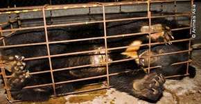 Urso é libertado depois de 9 anos de exploração em fábrica