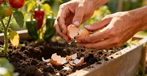 Foto: (Imagem sem texto alternativo disponivel ID [2668647])