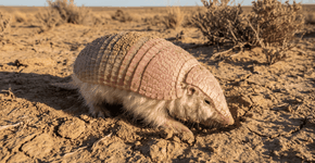 Foto: (Imagem sem texto alternativo disponivel ID [2743538])