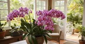 Foto: (Imagem sem texto alternativo disponivel ID [2705240])