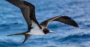 Foto: (Imagem sem texto alternativo disponivel ID [2725469])