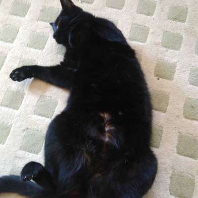 Veja alguns dos cães e gatos que já estão participando do #MostreABarriguinha!