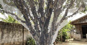 Foto: (Imagem sem texto alternativo disponivel ID [2753420])