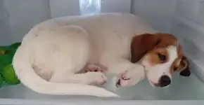 Vídeo: com calor de 35°C, cachorra viraliza ao “invadir” geladeira