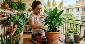 Como transplantar corretamente um lírio-da-paz