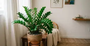 A planta africana que sobrevive em apartamento escuro sem melar o caule ou atrair mosquitinho de terra