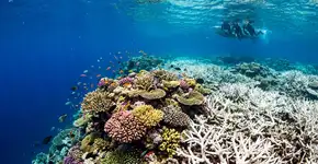 Cientistas preocupados com o comportamento dos oceanos: “Nem sei se ‘surpreso’ é a palavra certa”