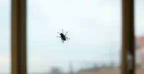 A planta que afasta as moscas para você colocar na sua casa