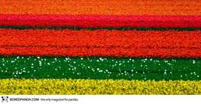 Foto: (Imagem sem texto alternativo disponivel ID [1393877])