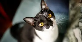 Petlove oferece 50% de desconto em compras online