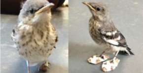 Pássaro machucado ganha sapato especial para neve