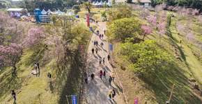 28º Festival das Cerejeiras Bunkyos – Sakura Matsuri