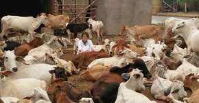 Alemã oferece nova chance para 1.200 vacas doentes e abandonadas