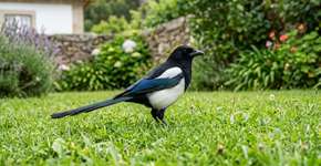 Você vê larvas no jardim? Então você deve agir imediatamente