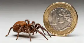 O que devo fazer se for picado por uma aranha-marrom?