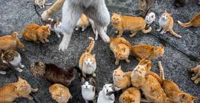 Ilha no Japão tem mais habitantes gatos que humanos