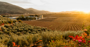 Foto: (Divulgação)