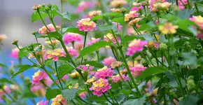 A flor que resiste a calor extremo e floresce mesmo quando todas as outras morrem