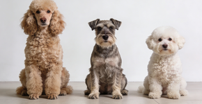 Foto: (Imagem sem texto alternativo disponivel ID [2680204])