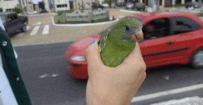 Condomínio coloca tela em palmeiras e 200 periquitos morrem no local