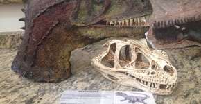 Atrium Shopping traz exposição ‘Mesozóica: A Era dos Dinossauros’