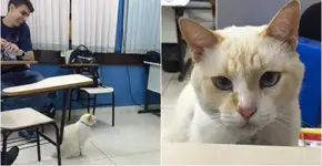 Conheça Branco, o gatinho ‘estudante’ que é mascote na faculdade