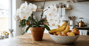 Foto: (Imagem sem texto alternativo disponivel ID [2765617])