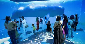 Experiência imersiva IMERSO MAR chega ao São Bernardo Plaza Shopping com projeções de alta qualidade e efeitos sonoros