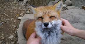 Japão tem a ‘Vila de Raposas’ mais encantadora do mundo