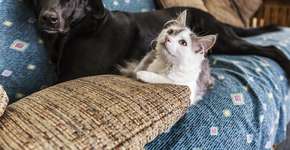 Coronavírus: como cuidar de cachorros e gatos durante isolamento