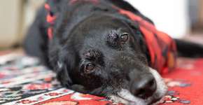 Com que idade um cão é considerado velho segundo a ciência