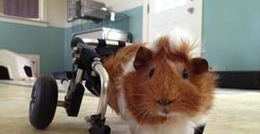 Porquinho-da-índia com vértebras quebradas ganha cadeiras de rodas em campanha coletiva