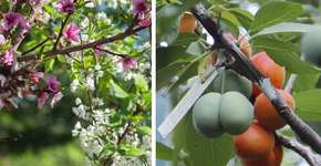 Professor cria árvore híbrida que gera mais de 40 tipos de frutos