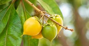 Foto: (Imagem sem texto alternativo disponivel ID [2628672])