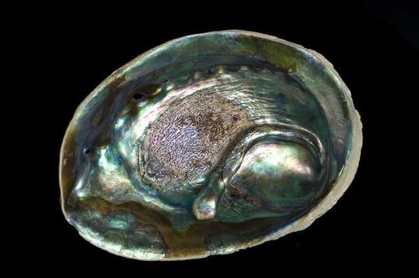 Abalone da Nova Zelândia - divulgação - Assessoria de Imprensa da FAAP WN&P Comunicação