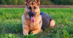 Foto: (Imagem sem texto alternativo disponivel ID [2656511])