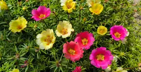 Foto: (Jana Milin/istock)