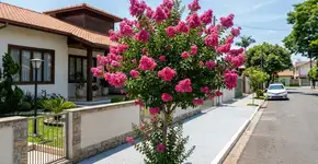 A árvore que virou moda no paisagismo porque além de suas flores não fazerem sujeira, aguenta o sol forte e não quebra o piso