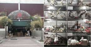 Justiça suspende venda de animais vivos no Mercado Central em BH