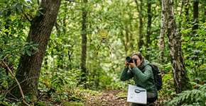 Essas aranhas gigantes, libertadas na natureza há dez anos, estão se multiplicando na Europa