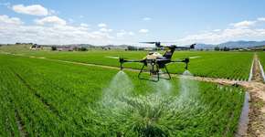 Extremadura utiliza drones para proteger 19 mil hectares de arroz contra uma praga que está devastando as plantações