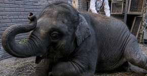 Por respeito aos animais, PETA pede boicote ao filme ‘Zoo’